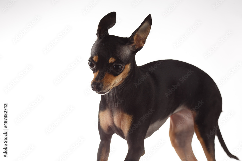 Toy Terrier dog photo portrait. Toy Terrier dog photo portrait.