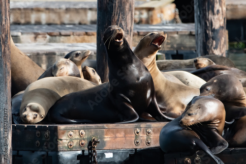 Konstfotografi Two sea lions sitting on a dock on Pier 39 in San Francisco California bark in u