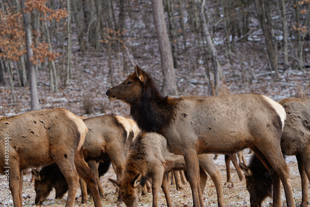 Herd of cow elk searching for food in the winter landscape of Pennsylvania. Herd of cow elk searching for food in the winter landscape of Pennsylvania.