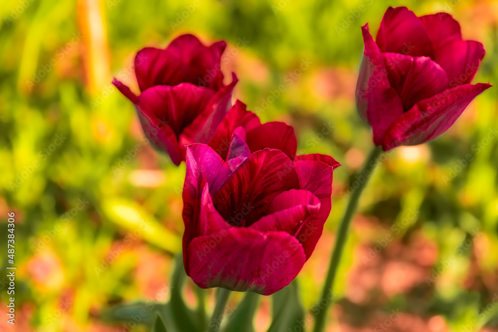 Flowers decorative red tulips