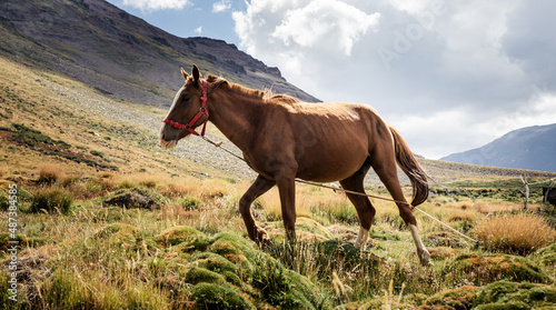  horse grazing in mapuche community © Juan Gumin