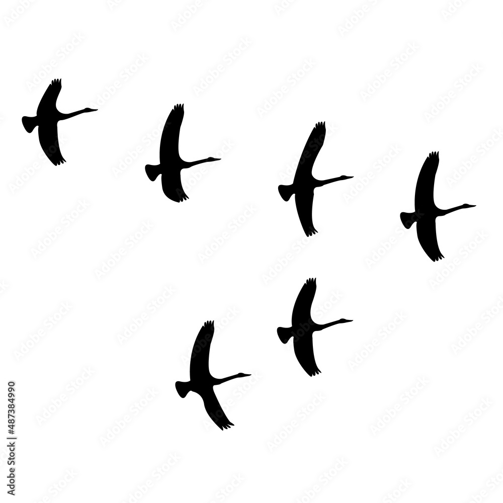flock of birds flying in a wedge isolated white background