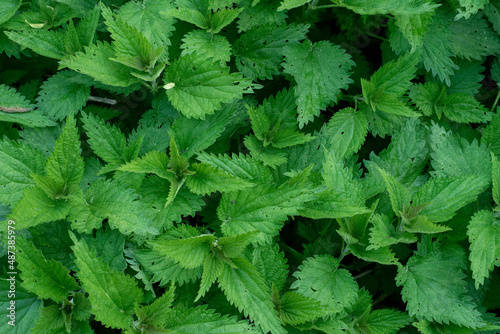 Wild young nettles in the spring. Selective focus on nettles from above. Close up