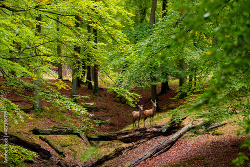 Red Deer Cow (Cervus elaphus) and young deer in a clearing of a natural Reserve near Arnsberg Sauerland Germany on a autumn day in an old Beech and Oak Forest at rutting season photo