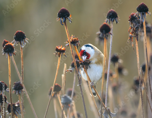 Fototapeta European Goldfinch, Carduelis carduelis, the bird enjoys nibbling and eating the