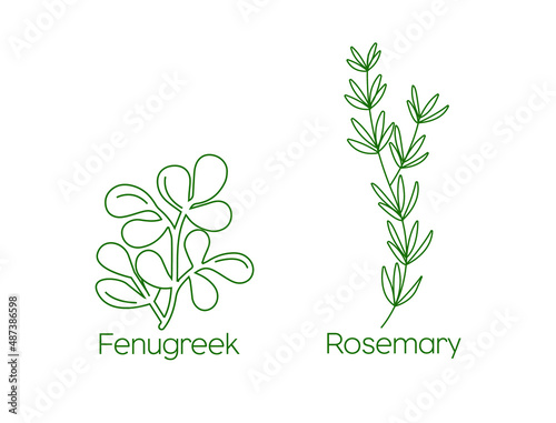 fenugreek, rosemary herbs icon set vector illustration
