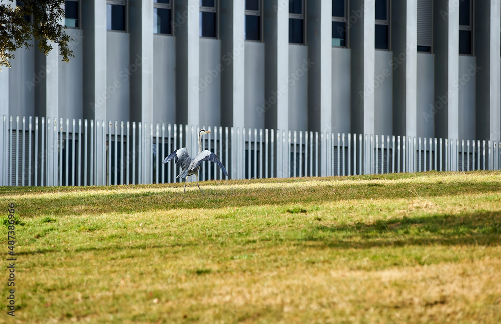 Obraz premium a heron takes flight in a city park