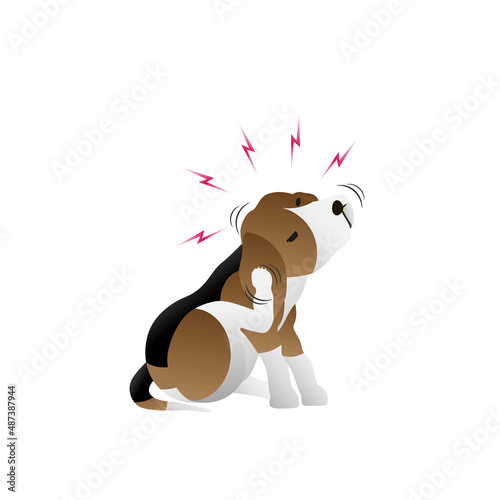 Dog scratching ear and shaking head