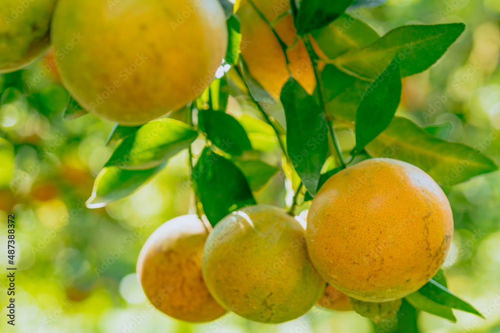 organic orange agriculture harvest plantation. organic orange agriculture harvest plantation.