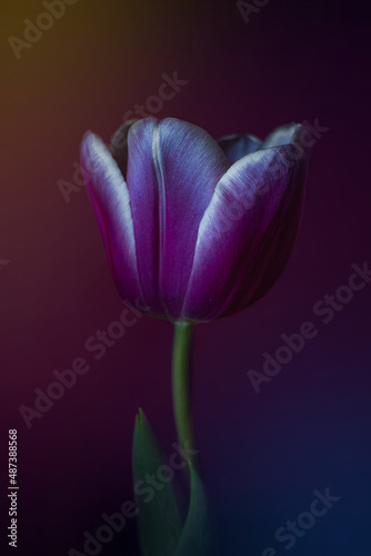 purple tulip on a dark background