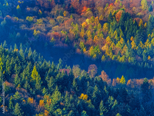 Fall colors. Forest in the mountains