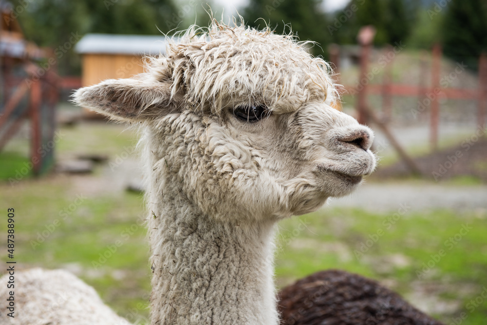 Fototapeta premium Alpaka