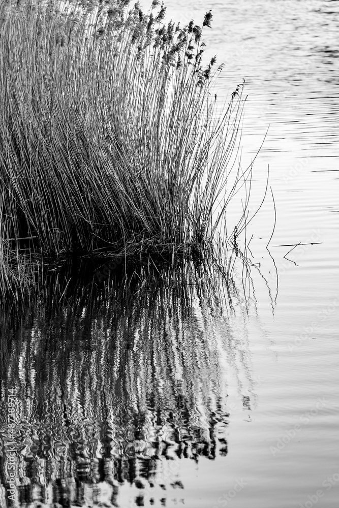 Fototapeta premium Reflections in the River