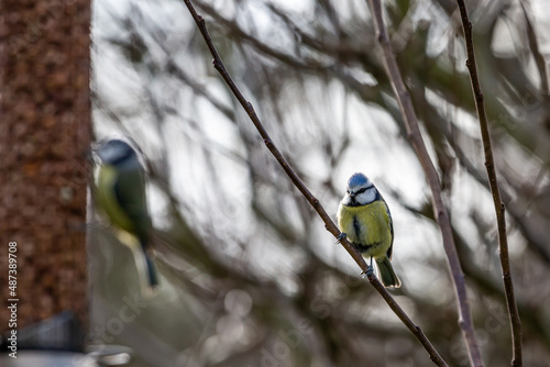 Blue tits in a Sussex garden, with a shallow depth of field