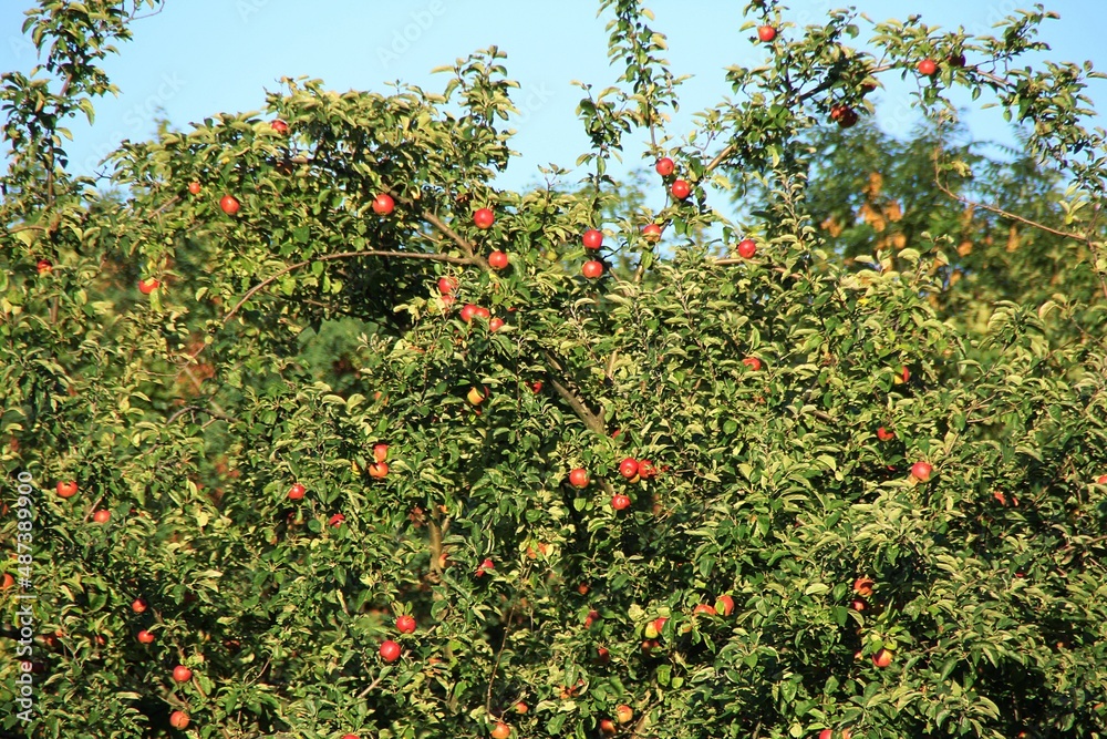apple orchard, fruit trees, green trees with red apple fruits, beautiful green, full fruiting