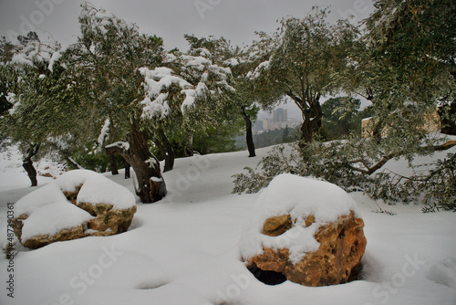 Two boulders in olive tree garden covered in snow and modern building seen between the snowy branches. Foogy morning sky after a snowstorm, winter day in Nahal Tzofim, Jerusalem