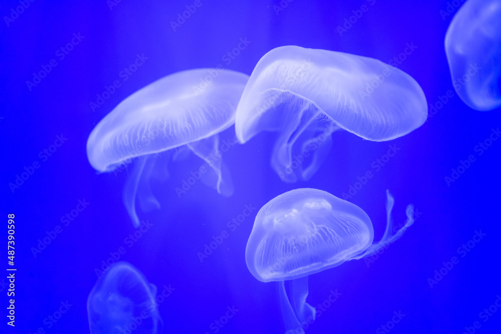 Many jellyfish swimming in the water and colorful lights.