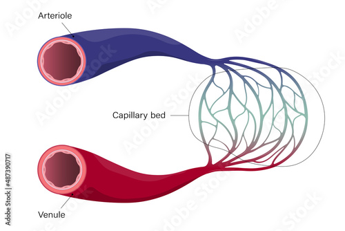 Blood vessels. Arteriole, venule and capillary. photo