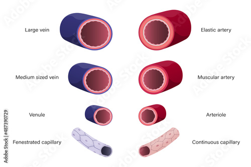 Type of blood vessels. Arteries and Veins. Medical education.