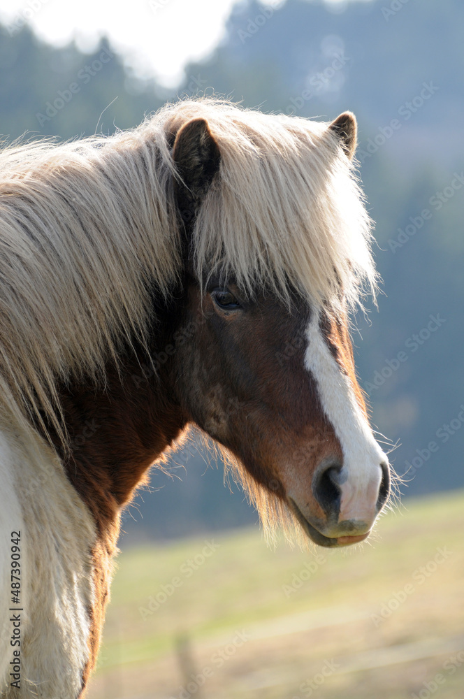 Fototapeta premium Islandpferd