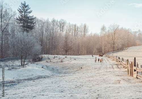 Goats in the meadow on a frosty morning. Farm animals