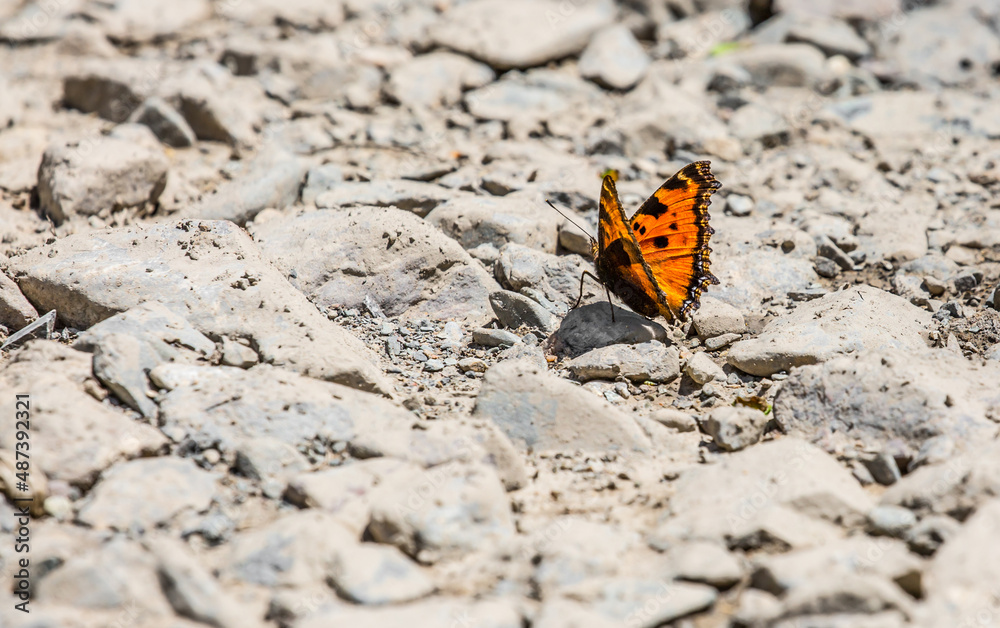 Butterfly on a flower. A flock of butterflies by the water. Colorful spring background with copy space. Spring and ecology concept. Butterfly on a flower. A flock of butterflies by the water. Colorful spring background with copy space. Spring and ecology concept.