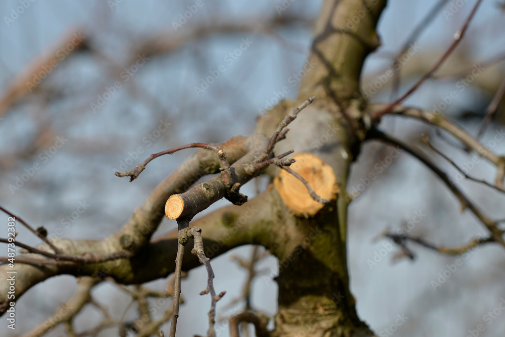 winter pruning of an apple tree in orchard, agriculture theme winter pruning of an apple tree in orchard, agriculture theme