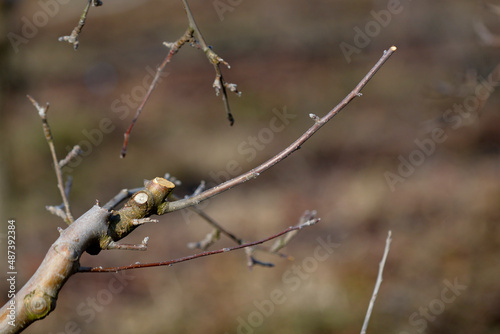 winter pruning of an apple tree in orchard, agriculture theme