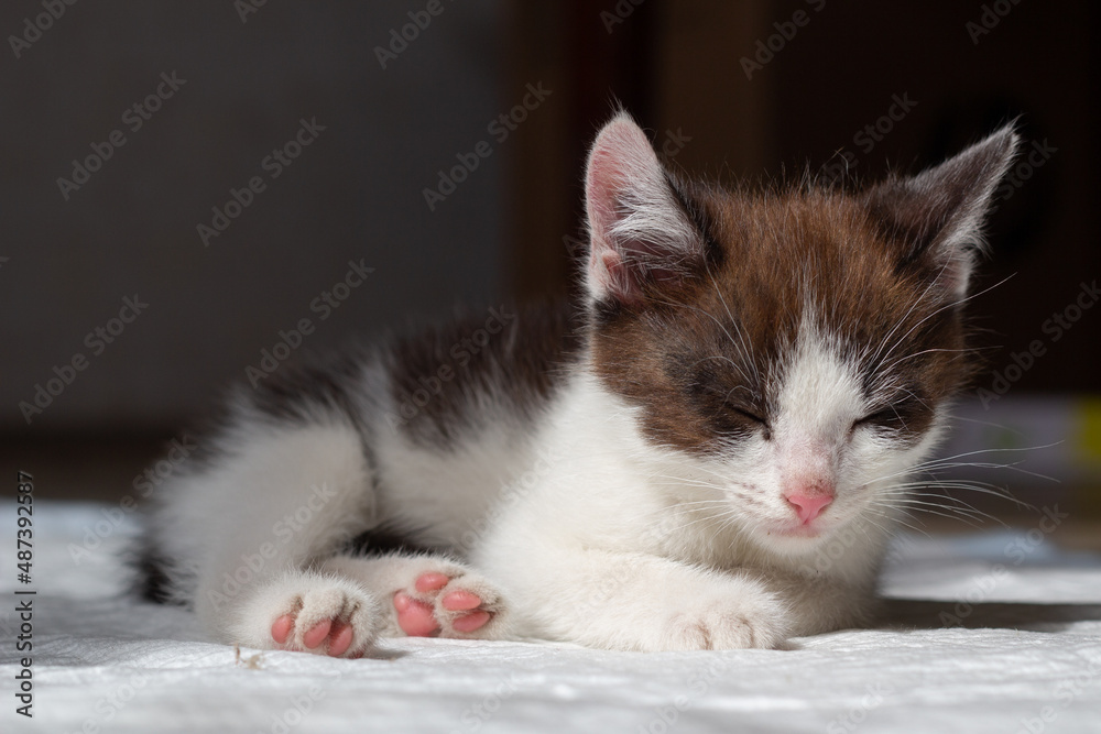 A cute black and white kitten sits on a diaper. Toilet training. Close-up. High quality photo. Selective focus. copy space. 