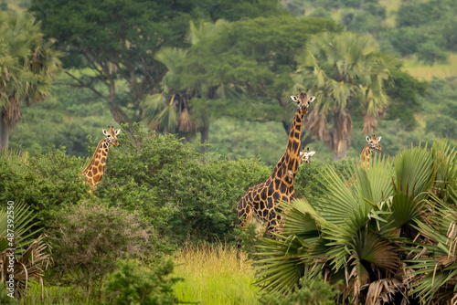 giraffe in the forest