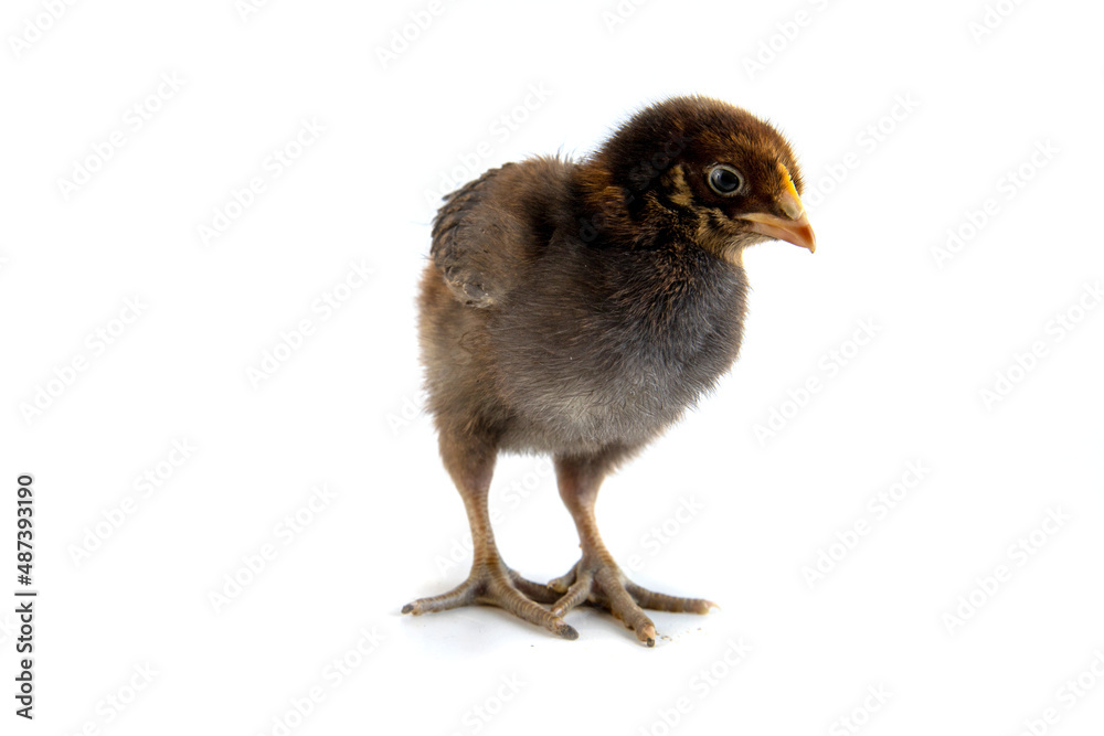 Obraz premium Beautiful cute little chicken isolated on white
