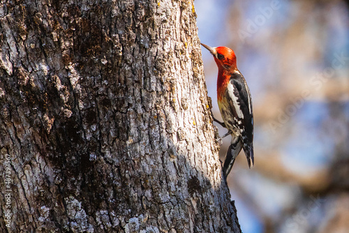 Red breasted sapsucker on Blue Oak in Shasta County, California, USA.. photo