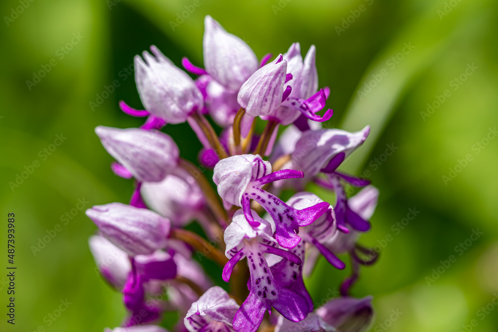 Dactylorhiza maculata flower growing in meadows Dactylorhiza maculata flower growing in meadows