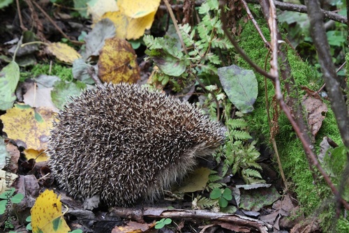 hedgehog in the forest