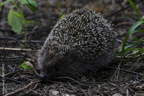 hedgehog in the grass