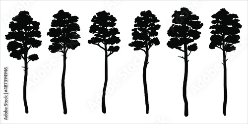 Set of black silhouettes of pine trees. Vector silhouettes of pine trees 
