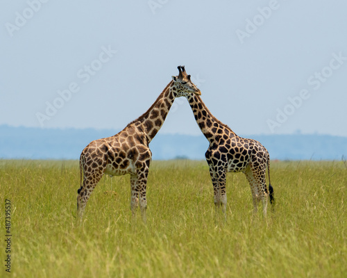 giraffe in the savannah