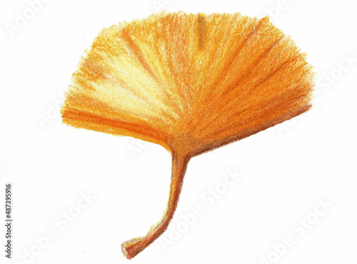 Das Herbstblatt eines Gingko biloba Baumes