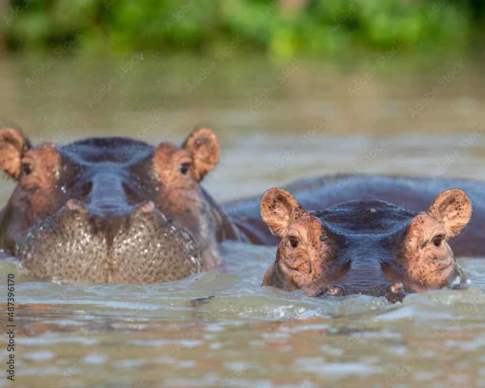 Fototapeta premium hippo in the water