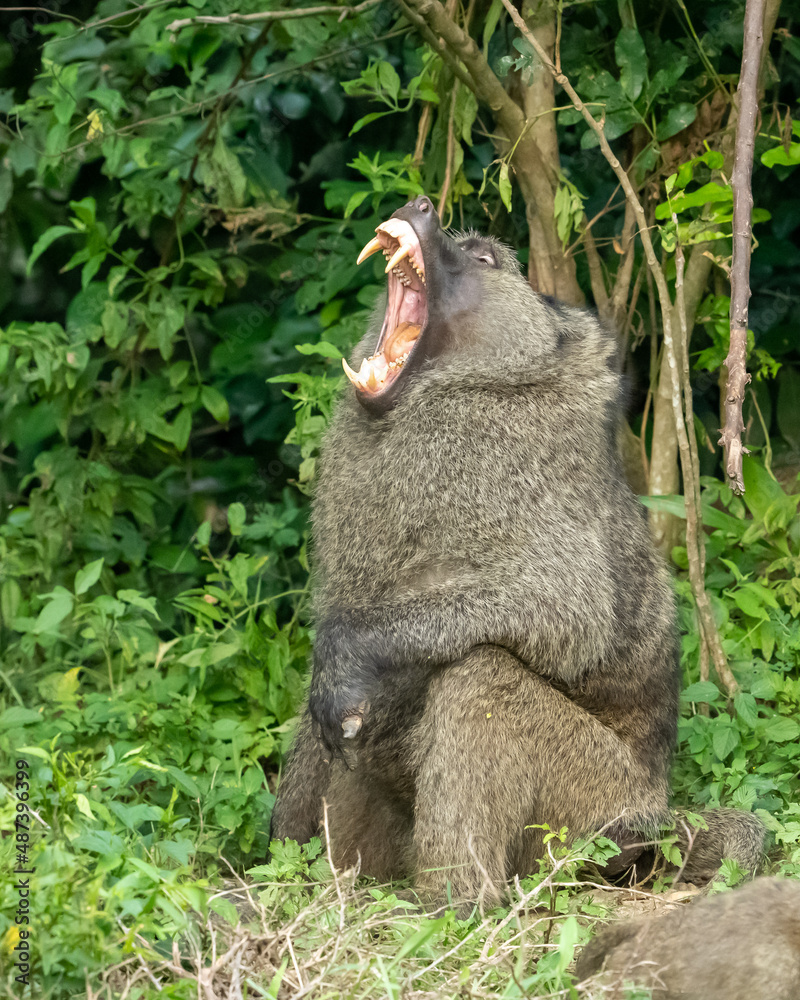 Obraz premium furry baboon