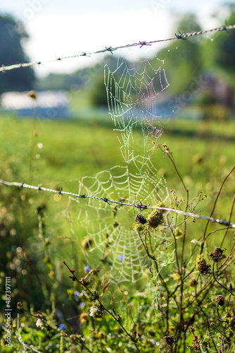 Dew Covered Spider Web Attached to a Barbed Wire Fence Among Wild Flowers in a Green Field