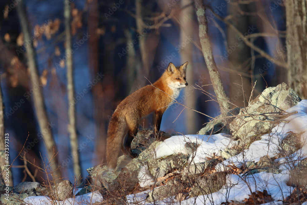 Red fox on snowy rocks Red fox on snowy rocks