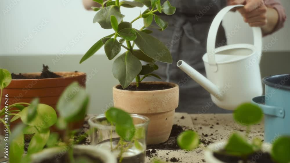 Crop woman watering pilea peperomioides plant Crop woman watering pilea peperomioides plant
