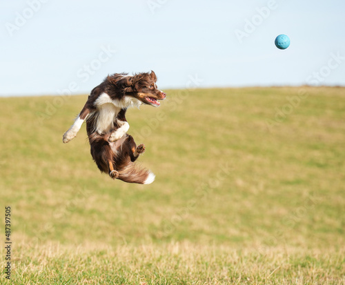 Hund Action Spielzeug australian shepherd
