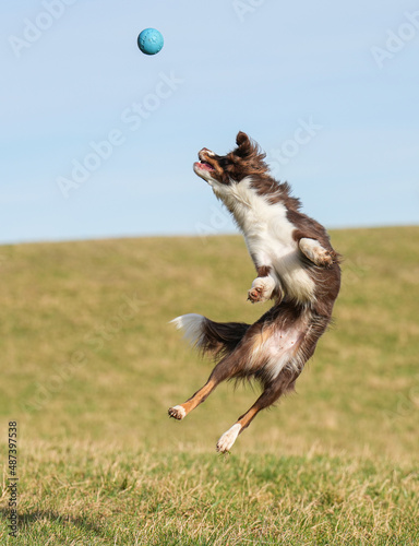 Hund Action Spielzeug australian shepherd