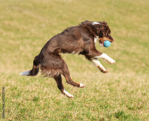Hund Action Spielzeug australian shepherd