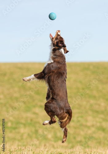 Hund Action Spielzeug australian shepherd