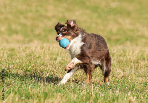 Hund Action Spielzeug australian shepherd