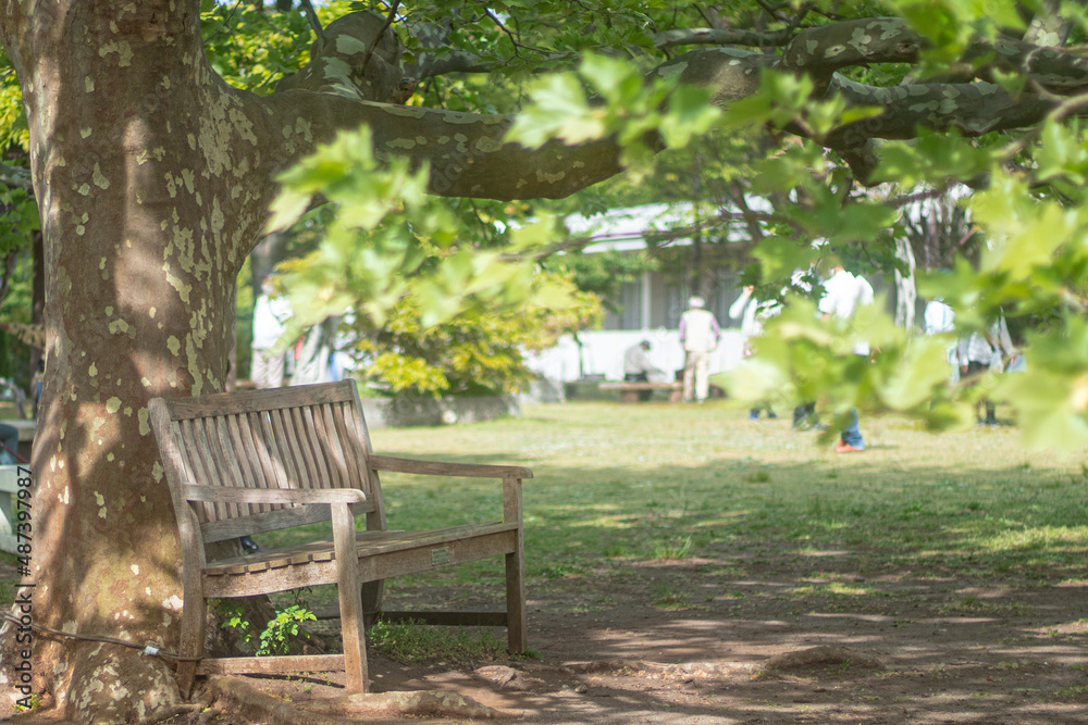 Obraz premium 木漏れ日とベンチ