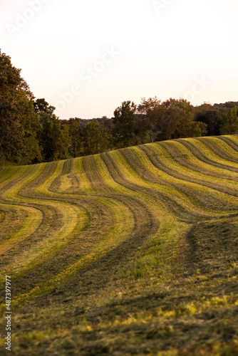 Mowed Green Hilly Hay Field Ready for Harvest Surrounded by Trees in the Evening